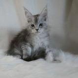 Maine coon kittens