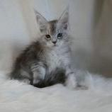 Maine coon kittens