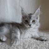 Maine coon kittens
