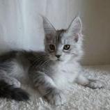 Maine coon kittens