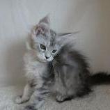Maine coon kittens