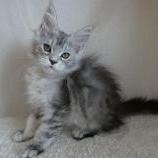 Maine coon kittens