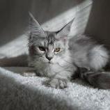 Maine coon kittens