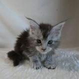 Maine coon kittens