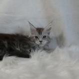 Maine coon kittens