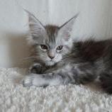 Maine coon kittens