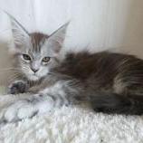 Maine coon kittens