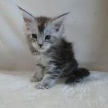 Maine coon kittens