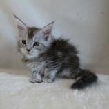 Maine coon kittens