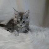 Maine coon kittens