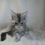Maine coon kittens