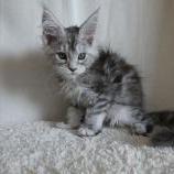 Maine coon kittens
