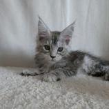 Maine coon kittens