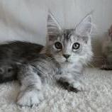Maine coon kittens