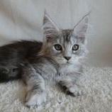 Maine coon kittens