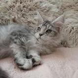 Maine coon kittens