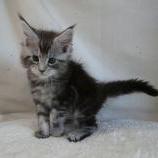 Maine coon kittens