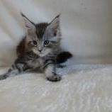 Maine coon kittens