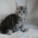 Maine coon kittens