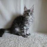 Maine coon kittens