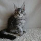 Maine coon kittens