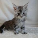 Maine coon kittens