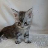 Maine coon kittens