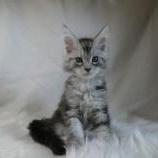 Maine coon kittens