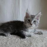 Maine coon kittens