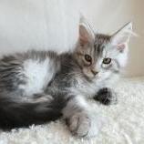 Maine coon kittens