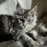Maine coon kittens