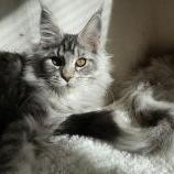 Maine coon kittens