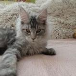 Maine coon kittens