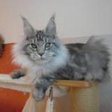 Maine coon kittens