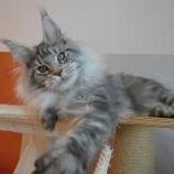 Maine coon kittens