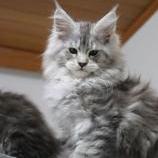 Maine Coon male
