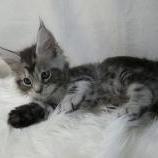 Maine coon kittens
