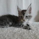Maine coon kittens