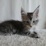 Maine coon kittens