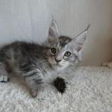 Maine coon kittens