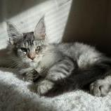 Maine coon kittens
