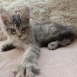 Maine coon kittens