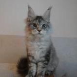 Maine coon kittens
