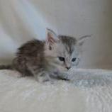 Maine coon kittens