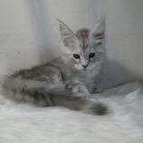 Maine coon kittens