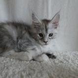 Maine coon kittens