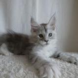 Maine coon kittens