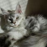 Maine coon kittens