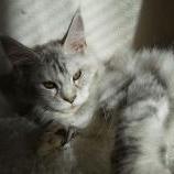 Maine coon kittens