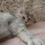 Maine coon kittens